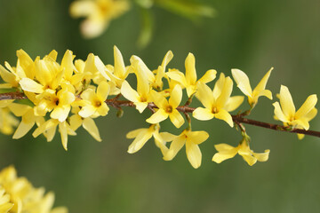 Canvas Print - Forsythia bush background. Closeup flower flakes. Branch of flowers. Yellow color plant. Spring floral texture.