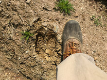 Moose Print In Soil Next To A Man’s Boot