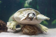 The Chinese Trionyx turtle Pelodiscus sinensis swimming in the aquarium