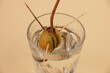 Avocado seed growing in glass of water