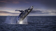 Baleine à bosse faisant un saut Au dessus de la mer à la Lumière du soir