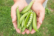 Good harvest of green peas in the hands of a farmer growing vegetables