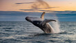 Baleine à bosse faisant un saut Au dessus de la mer à la Lumière du soir