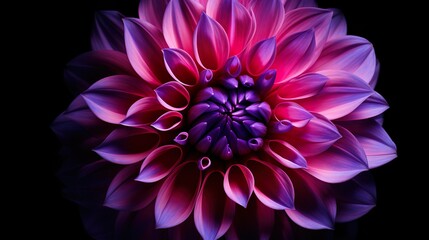 Wall Mural - A mesmerizing macro photograph showcasing the intricate details and deep purples of a dahlia flower in full bloom