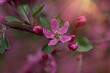 © Simi Jois - Pink  cherry blossom flowers