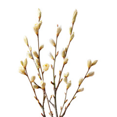 a young willow bush in full bloom with soft spring buds set against a transparent background showcas