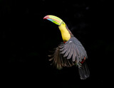 Fototapeta  - Stunning portrait of a toucan