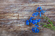 Vergissmeinnicht mit Holz Hintergrund  - Blume - Ecology - Frühling - Springtime- Spring - Background - Concept - Blooming - Flower - Bloom - Green - Wonderful - High quality photo	
