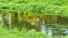 Picturesque Fast River. Summer Nature. Green Violent Vegetation On River Bank.