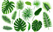 Tropical Leaves Assortment Isolated on White - Monstera, Palm, and Fern Varieties