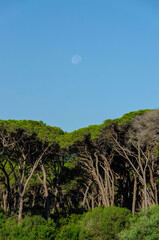 Sticker - landscape with trees