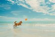 A dog joyfully plays in the surf on a pristine white sand beach, chasing a frisbee with excitement under the soft golden sunlight, embodying the bliss of beach playtime