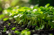 Close-up of microgreens in soil on sunny blurred background. Selective focus. Healthy food concept