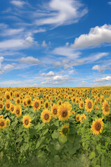 Wall Mural - A field of sunflowers in bloom in late summer.	