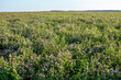Agricultural field sown with clover, agriculture landscape