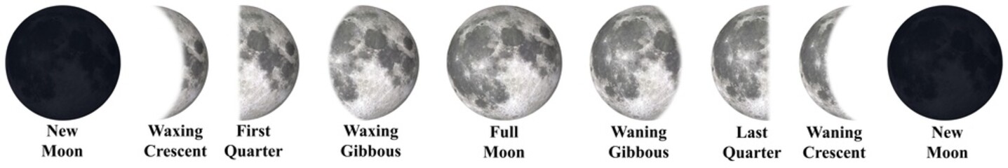Wall Mural - all phases of moon waning crescent, third quarter, waning gibbous, full moon, waxing gibbous, first 