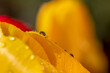 Drop and yellow tulip