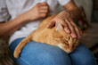 © Евгений Вершинин - Person holding a domestic shorthaired cat on their lap for comfort and warmth