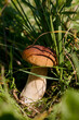 Porcini mushroom - variety of Mushroom in France