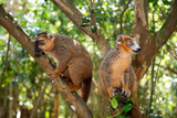 Fototapeta Kwiaty - Crowned lemur (Eulemur Coronatus), endemic animal