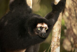 Fototapeta Kwiaty - Lemur Indri indri, babakoto largest lemur from Madagascar