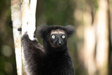Fototapeta Kwiaty - Lemur Indri indri, babakoto largest lemur from Madagascar