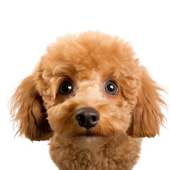 Wall Mural - A curious apricot poodle with a fluffy coat and soulful eyes peering out against a clean white background