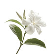 A solitary jasmine flower blooms elegantly in a summer garden its delicate beauty set against a clear transparent background