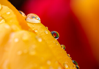 Yellow tulip and drops in spring time