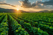 Sunset Over Potato Field,
Rows of lettuce plants in a field with the sun in the background
