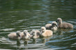 a group of seven very young swan fledlings swimming in a lake
