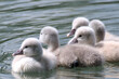 some very tiny swan fledglings close up in the water