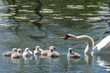 Some swan fledglings protected by their mother in a fowl