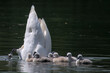 seven cute swan chicks near their mother, she is diving