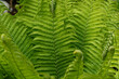 nefrolepis, Green nefrolepis plants, green ferns garden curly leaves, Close-up shot of green branches of a fern