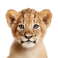 Wall Mural - A cute Cub face infront in white background