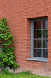 brick wall and window with ivy