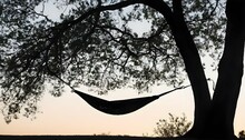A Tree Silhouette With A Hammock Strung Between It Upscaled 8
