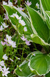 667-71 Hosta and Spring Beauty