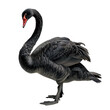 A lone black swan pecks at its own feathers while standing in solitude against a transparent background