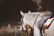 A beautiful dappled gray horse dressed in sports gear: saddle, bridle and saddlecloth. Equestrian sports. Horse riding.