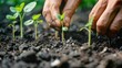 close-up of hands tenderly planting seedlings in nutrient-rich soil, symbolizing the nurturing care and dedication involved in sustainable gardening.