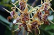 Closeup of the tiny yellow and red Dendrobium Spectabile orchid flowers