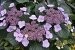 Beautiful light purple color of Lacecap Hydrangea