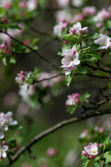 Wall Mural - White flowers of an apple tree on a twig.
