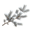 A wintry fir tree branch covered in snow standing out against a transparent background