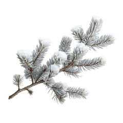 a wintry fir tree branch covered in snow standing out against a transparent background