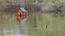 A Duck Swims Past A House For Ducks In Which They Have Already Settled