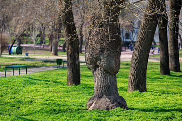 Wall Mural - A large tree stump is in a park with a bench and a few people