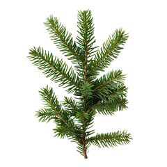 Wall Mural - A festive Christmas spruce branch stands out against a transparent background